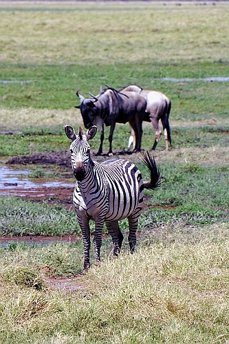 Kenia (170)